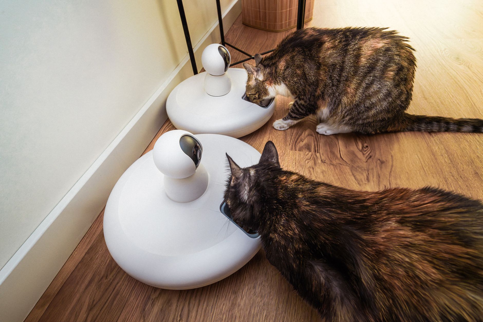 Illustration for: Automatic Cat Feeder Not Dispensing Food: Causes and Fixes for 2026
