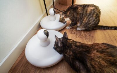 Automatic Pet Feeder Not Turning On