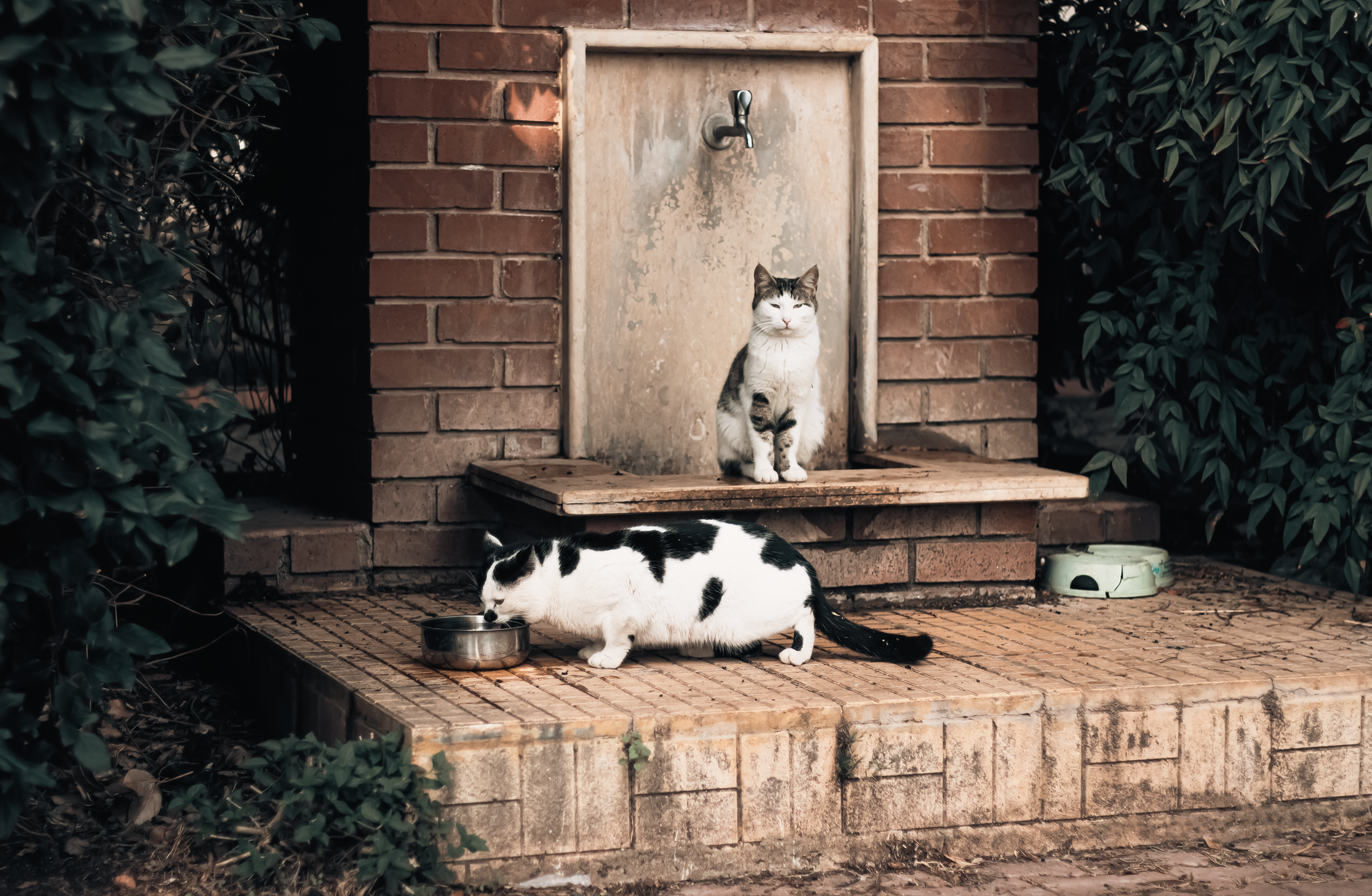 Cat Water Fountain Pump Not Working? Here Are the Causes and Fixes 1 Illustration for: Cat Water Fountain Pump Not Working? Here Are the Causes and Fixes