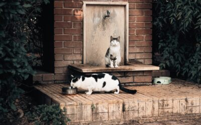 Cat Water Fountain Making Noise