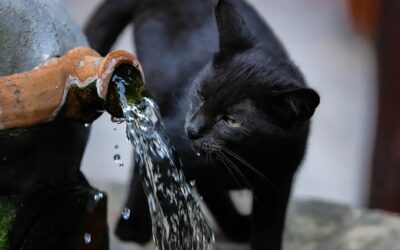 Why Your Cat Water Fountain Is Not Flowing
