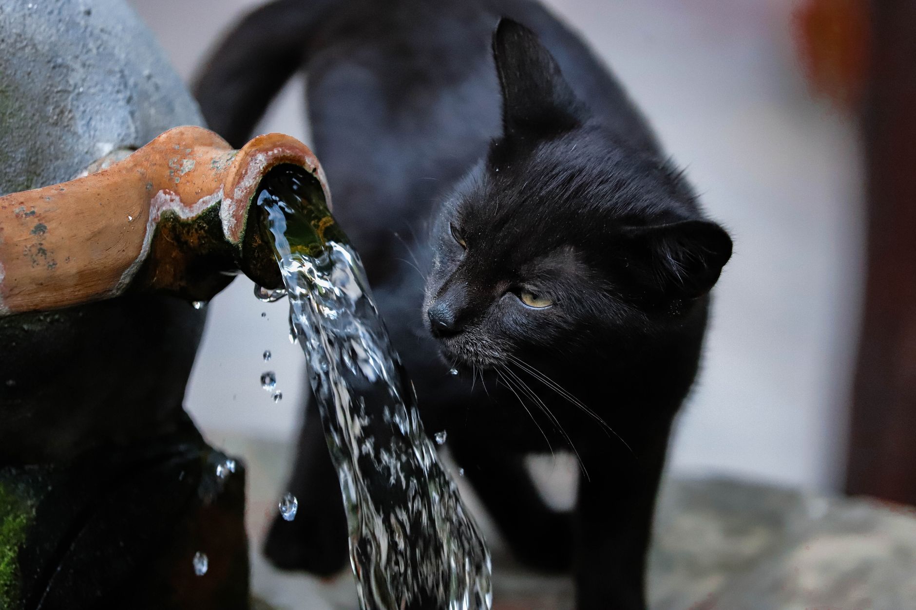 How Often to Change Cat Fountain Water: Complete Guide for 2026 1 Illustration for: How Often to Change Cat Fountain Water: Complete Guide for 2026