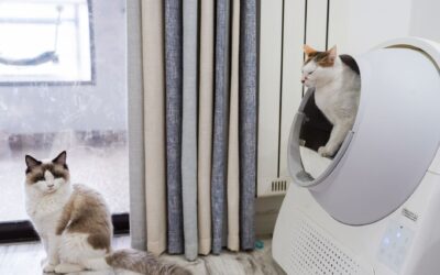 What's Actually Making Your Automatic Litter Box Smell