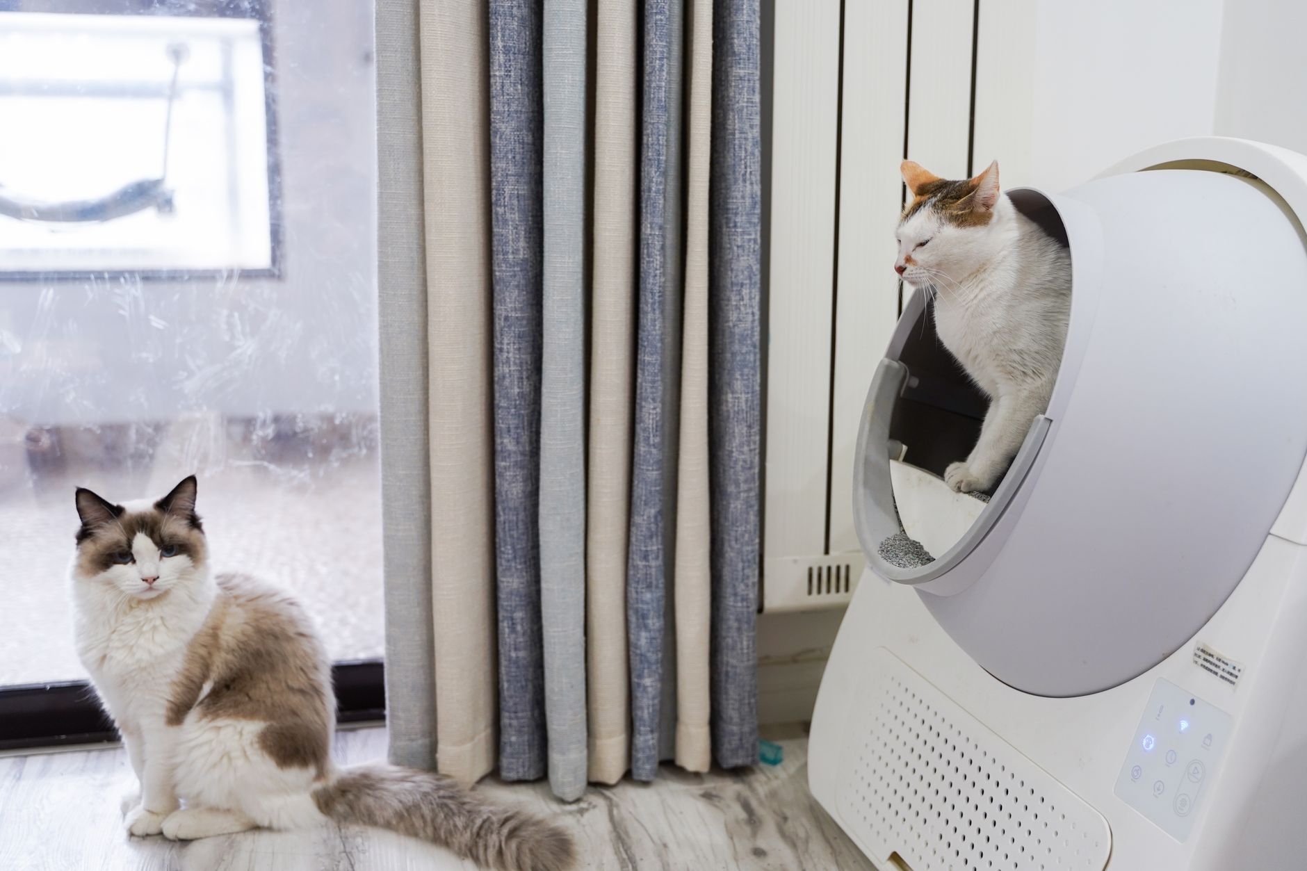 Illustration for: Cat Won't Use Automatic Litter Box: 6 Reasons and How to Fix Them