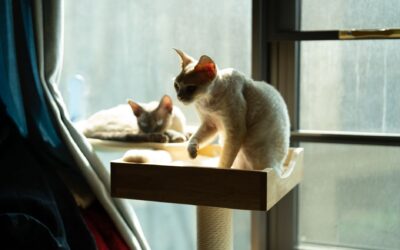 Why Your Cat Tree Keeps Wobbling and What to Do