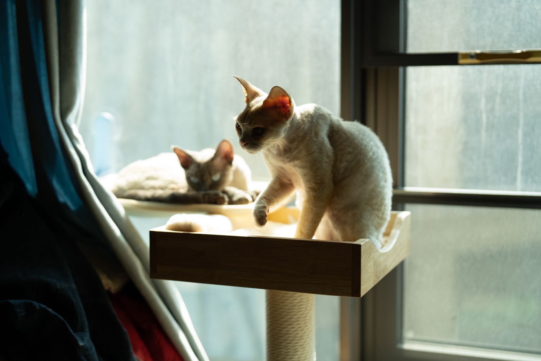 Illustration for: Cat Tree Keeps Wobbling: Causes and How to Fix It for 2026