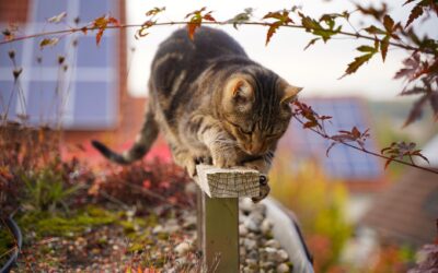 How to Stabilize a Cat Tree: Causes and Solutions