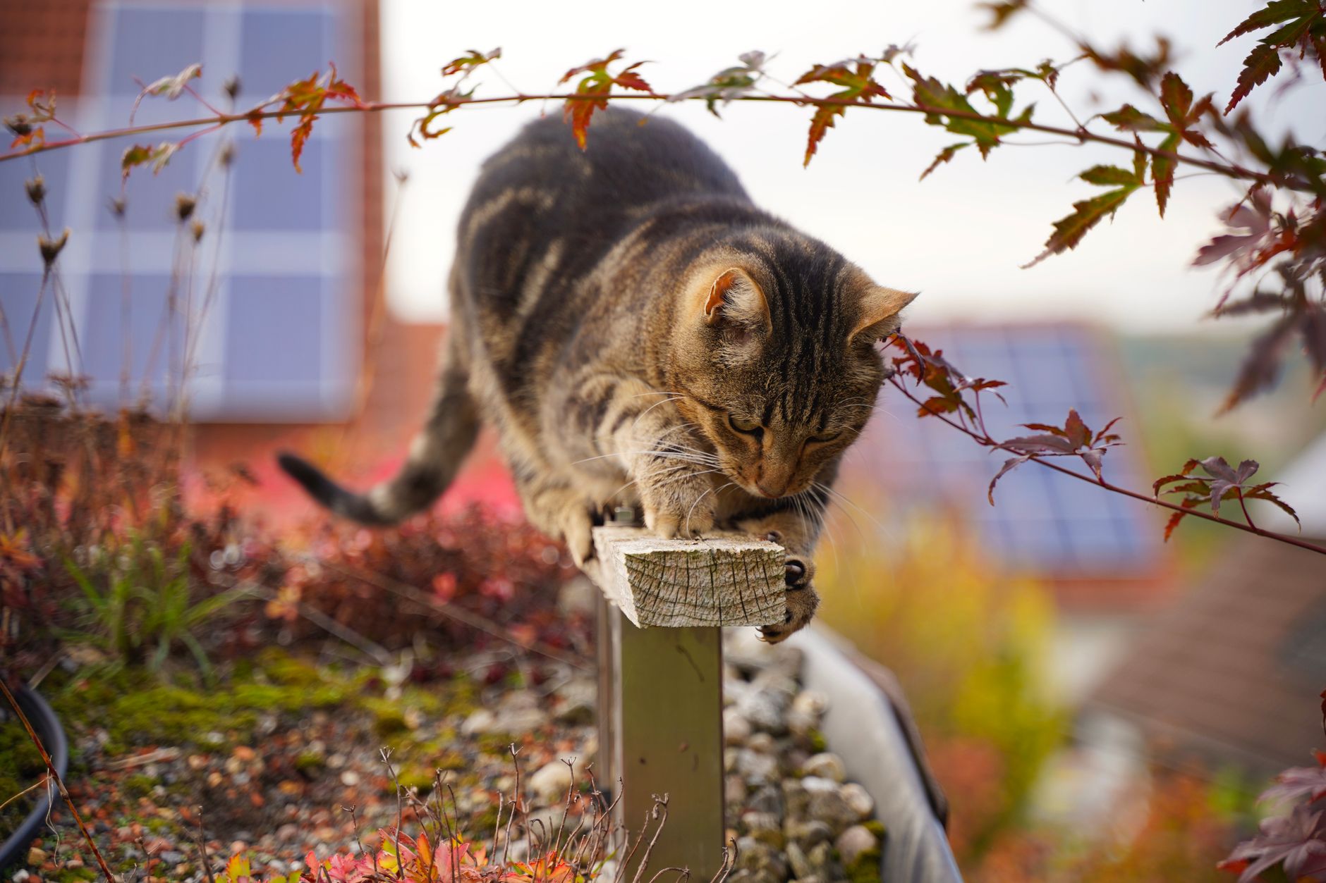 Illustration for: How to Stabilize a Cat Tree: A Complete Guide