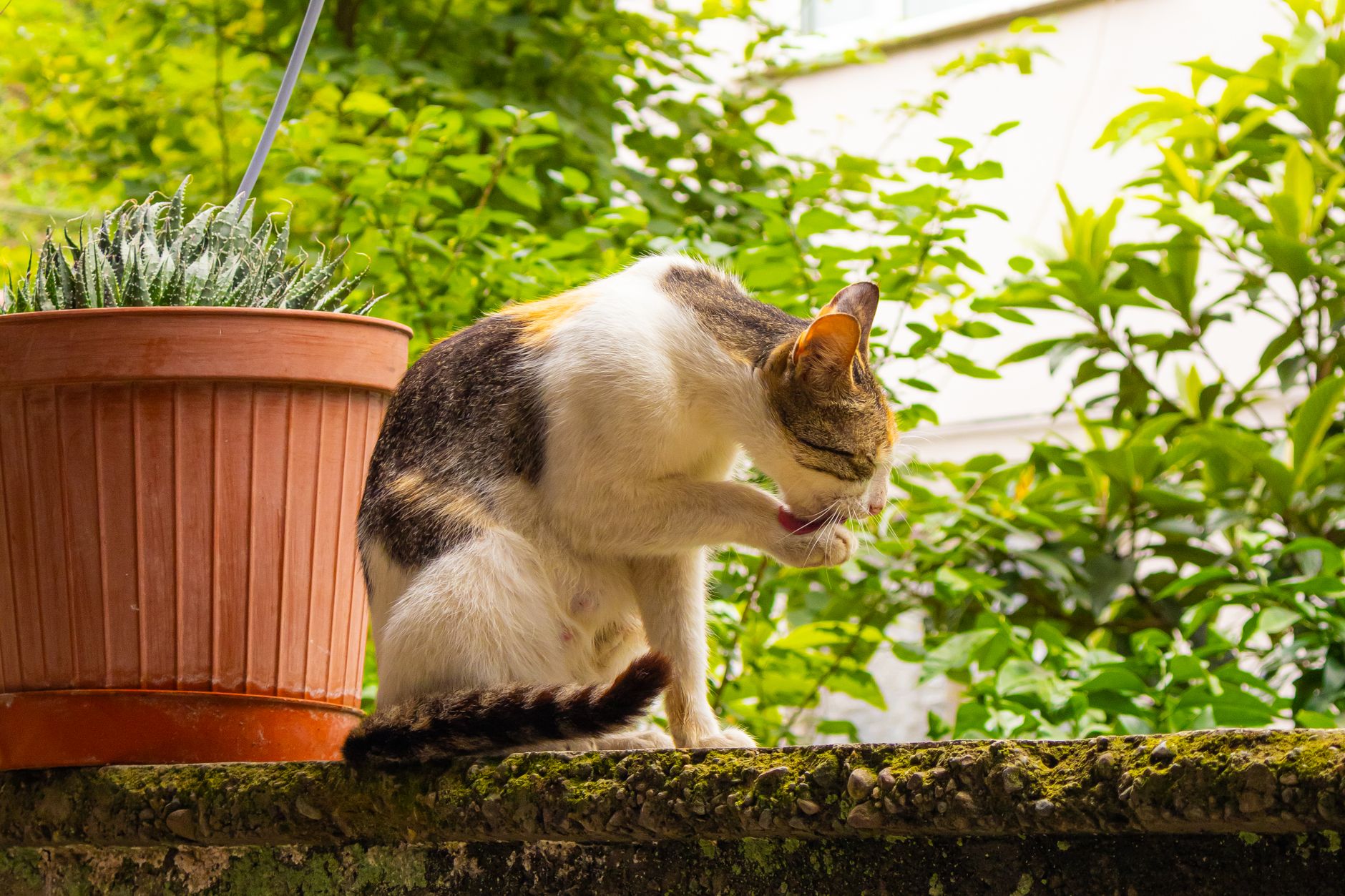 Illustration for: How to Clean a Cat Tree: A Step-by-Step Guide for 2026