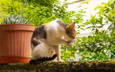 How to Clean a Cat Tree Properly