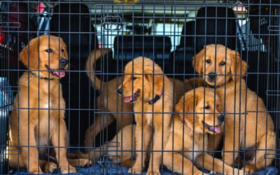Why Your Dog Crate Smells Bad and How to Fix It