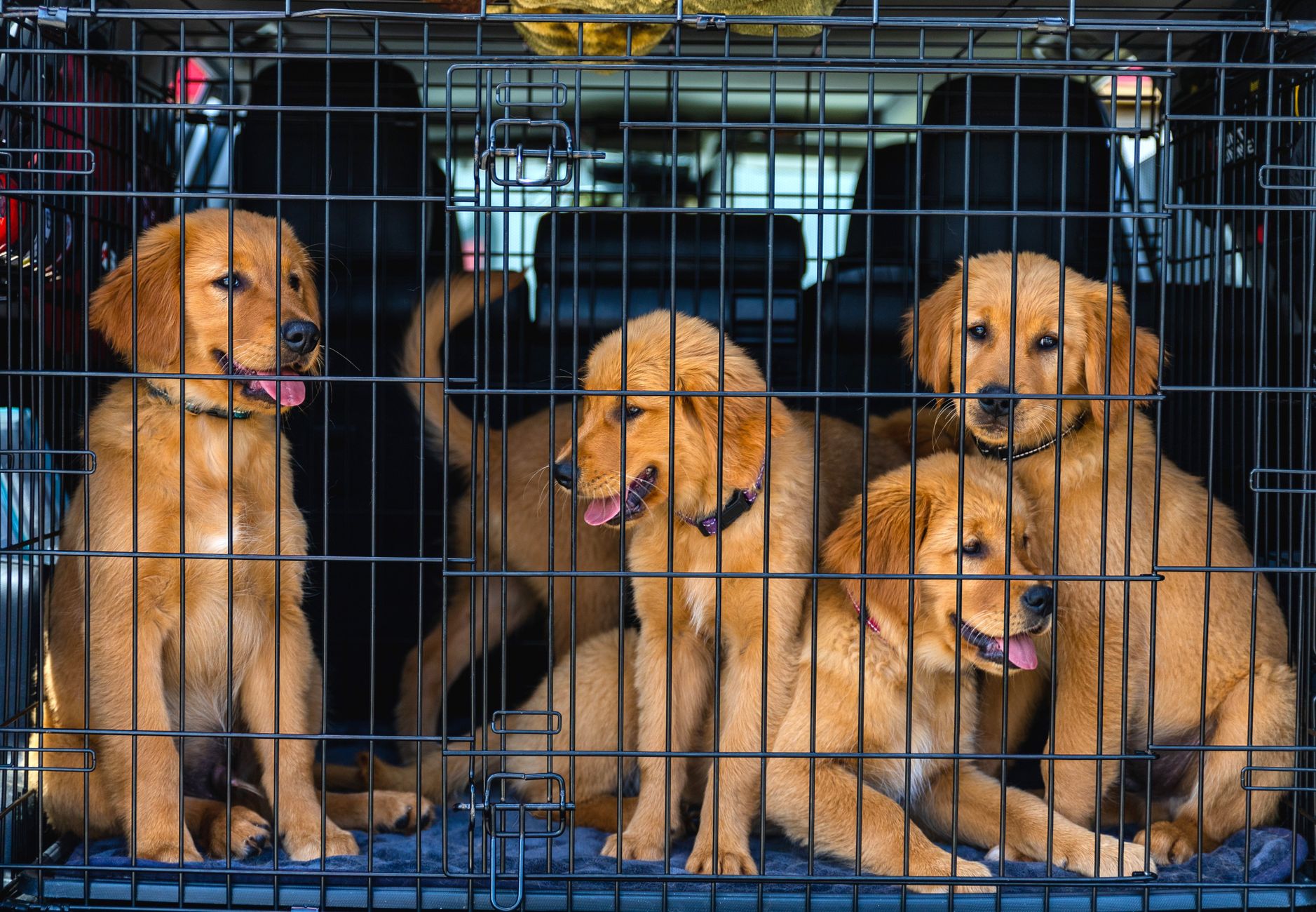 Illustration for: Dog Crate Smells Bad: Causes and How to Fix Them