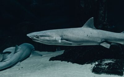 Shark FlexStyle Alternatives: A Complete Guide