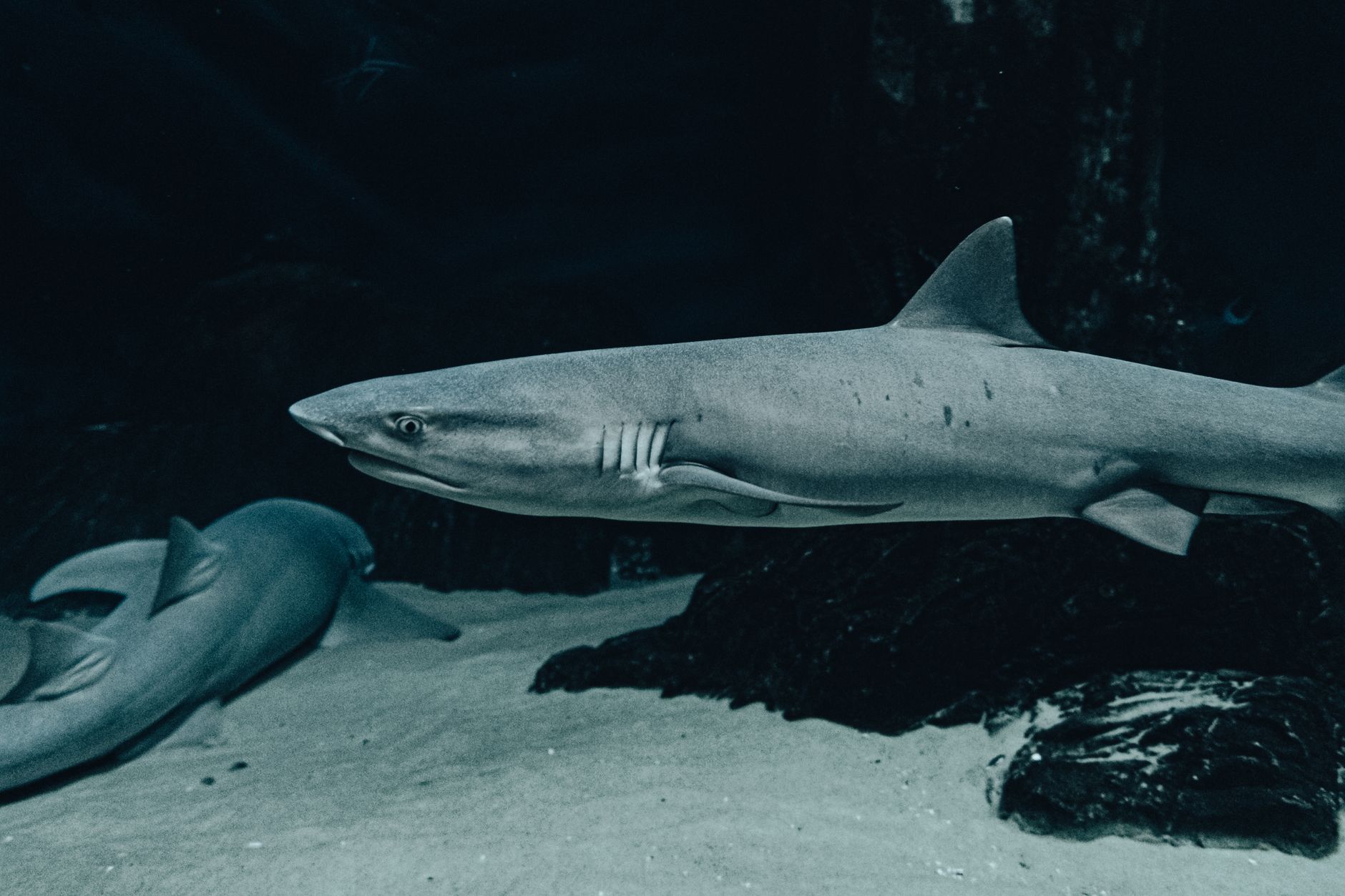 Illustration for: Shark FlexStyle Alternatives: What to Look for in a Hair Styling Tool