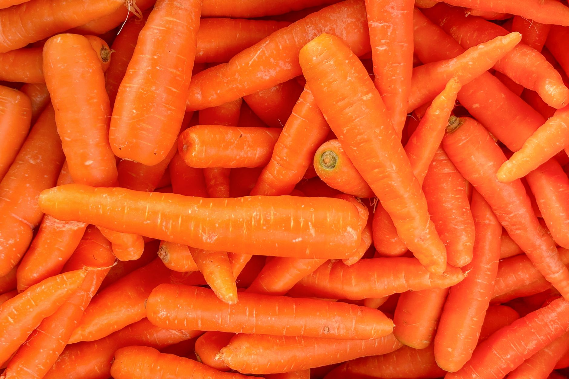 Illustration for: Astaxanthin vs Beta Carotene: What's the Difference?