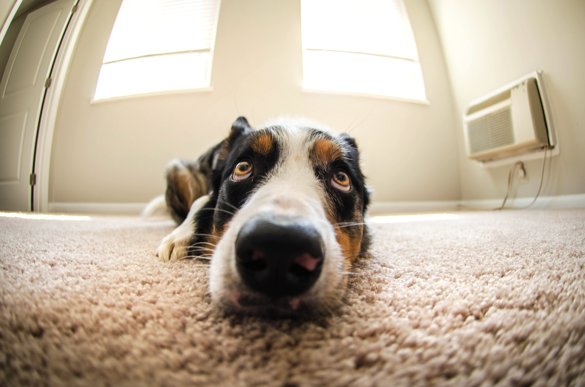 Illustration for: Air Purifier for Pet Odors: How They Work and What Actually Helps