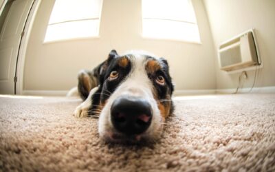 Do Air Purifiers Really Remove Pet Smells?